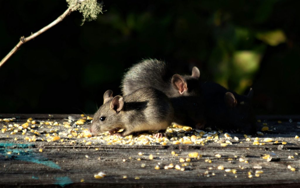 a couple of mice eating corn off of a table